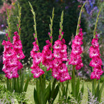 Gladiolus - Large Flowering Nablus