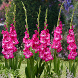 Gladiolus - Large Flowering Nablus