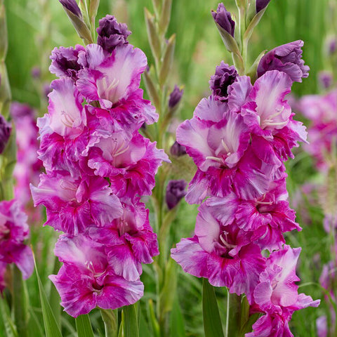 Gladiolus - Large Flowering Purple Art