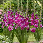 Gladiolus - Large Flowering Purple Art