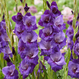 Gladiolus - Large Flowering Purple Magic