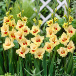 Gladiolus - Large Flowering Safari