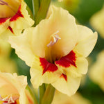 Gladiolus - Large Flowering Safari