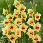 Gladiolus - Large Flowering Safari