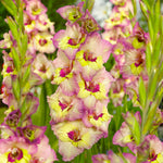 Gladiolus - Large Flowering Sapporo