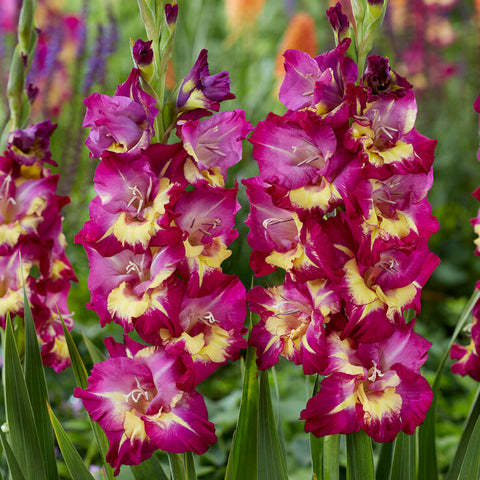 Gladiolus - Large Flowering Seashore