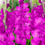 Gladiolus - Large Flowering Sugar Plum