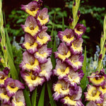 Gladiolus - Large Flowering Dynamite