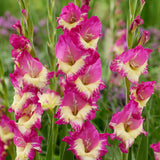 Gladiolus - Large Flowering Extravert