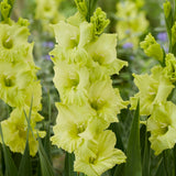 Gladiolus - Large Flowering Koi