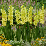 Gladiolus - Large Flowering Koi