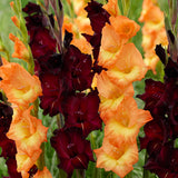 Gladiolus - Midnight Blossom Blend