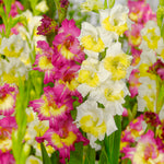 Gladiolus - Vivid Harmony Blend