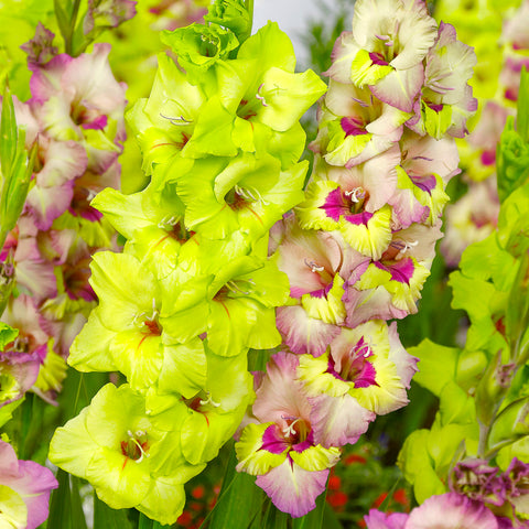 Gladiolus - Emerald Snow Blend