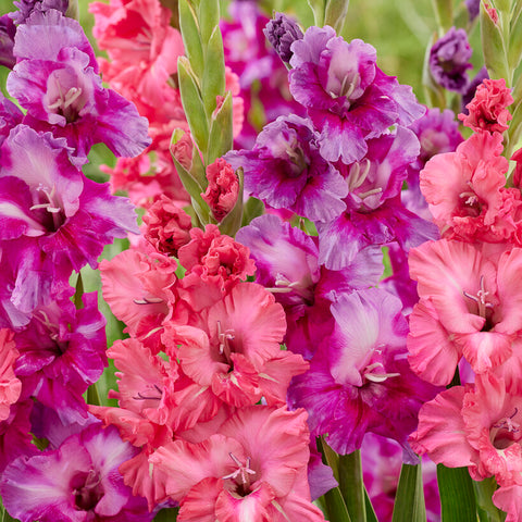 Gladiolus - Royal Radiance Blend