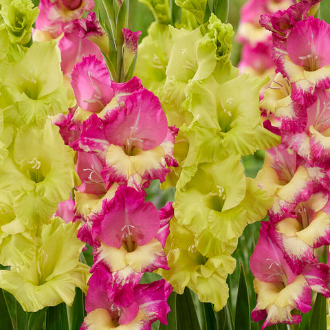 Gladiolus - Exuberant Koi Blend