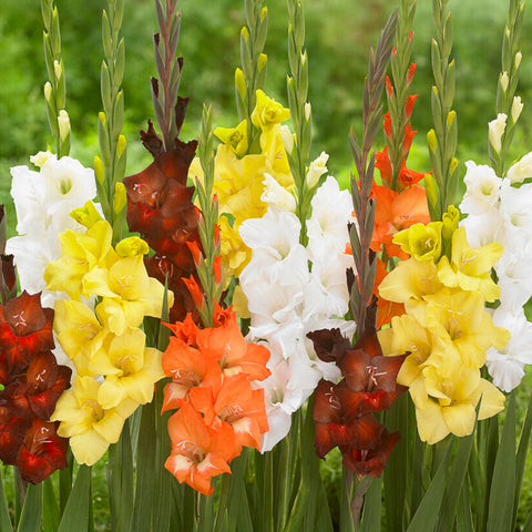 Gladiolus - Large Flowering Sunrise Blend