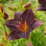 Daylily - Black Stockings