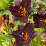 Daylily - Black Stockings