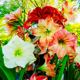 Amaryllis - Landscape - For Southern Gardens