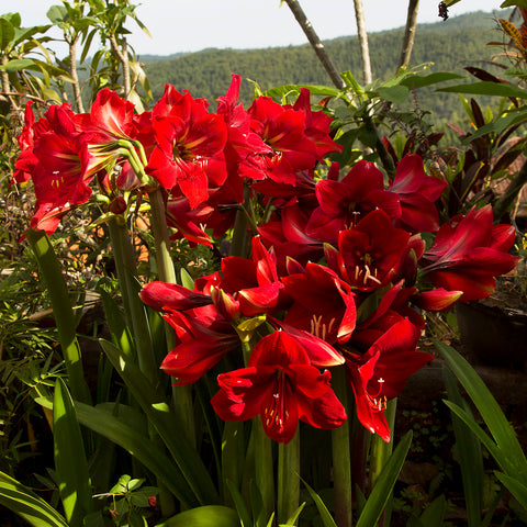 Amaryllis - Red Landscape - For Southern Gardens