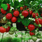 Strawberry - Chandler - Everbearing - GMO Free