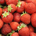 Strawberry - Honeoye - June-Bearing - GMO Free