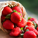 Strawberry - Fort Laramie - Everbearing - GMO Free