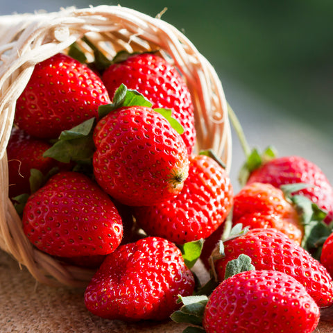 Strawberry - Fort Laramie - Everbearing - GMO Free