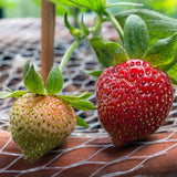 Strawberry - Albion - Day-Neutral - GMO Free