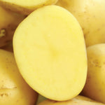 Potato - Yukon Gold - USDA Organic - GMO Free