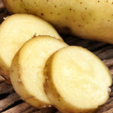 Potato - White Superior - USDA Organic - GMO Free