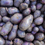 Potato - Adirondack Blue - USDA Organic - GMO Free