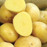 Potato - Gold Rush Russet - USDA Organic - GMO Free