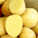 Potato - Gold Rush Russet - USDA Organic - GMO Free