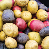 Potato - Fresh Crop Gourmet - Blend - USDA Organic - GMO Free