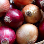 Onion - Fresh Crop - Blend