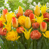 Tulip - Extended Bloom - Sunburst Mix