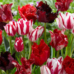 Tulip - Extended Bloom - Crimson Noir Mix