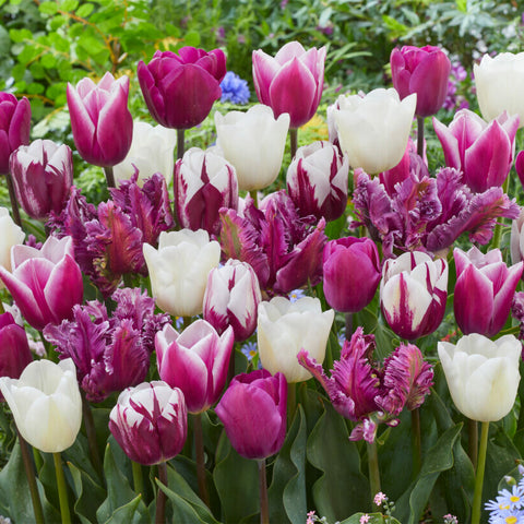 Tulip - Extended Bloom - Elegance Mix