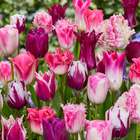 Tulip - Extended Bloom - Roseate Mix