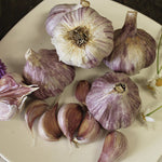 Garlic - Standard Purple Strip Chesnok Red