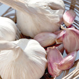 Garlic - Standard Purple Strip Chesnok Red