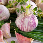 Garlic - Standard Purple Strip Chesnok Red