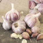 Garlic - Rocambole German Red