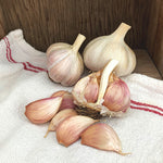 Garlic - Purple Creole