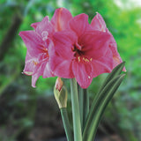 Amaryllis - African - Milady®