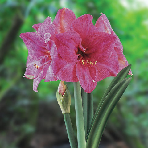 Amaryllis - African - Milady®