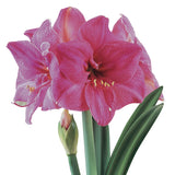 Amaryllis - African - Milady®