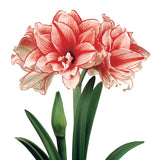 Amaryllis - African - Collectors Series - Joker®